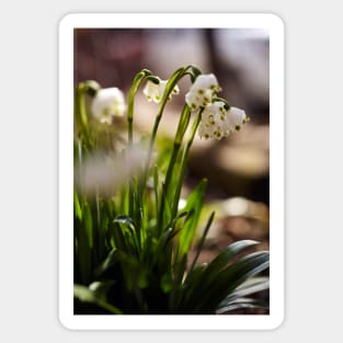 Snowdrop flowers in the forest Sticker